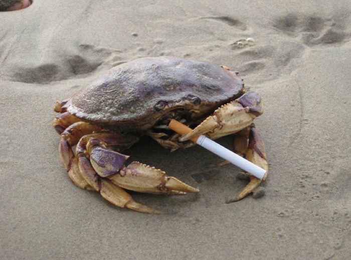 CRAB