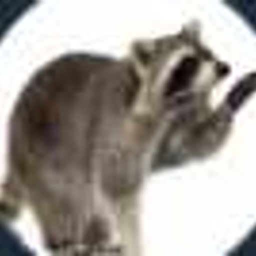 AlphaRaccoon