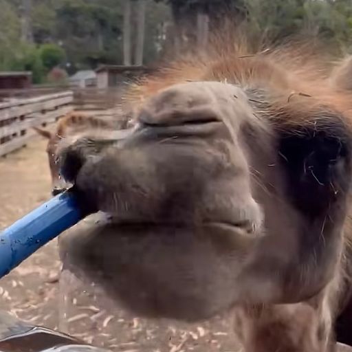 $CAMEL