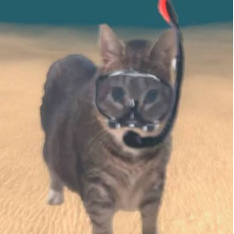 WTF