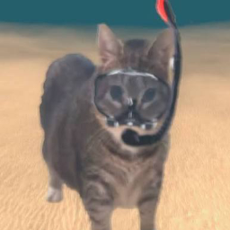 WTF