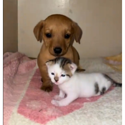 Strays