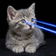 MEOW09