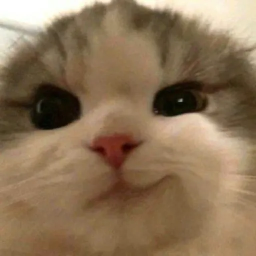 SMIRKCAT