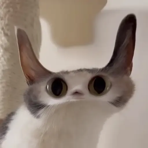 Meepcat