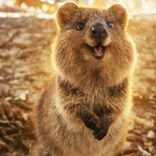 Quokka