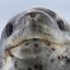 LEOPARSEAL