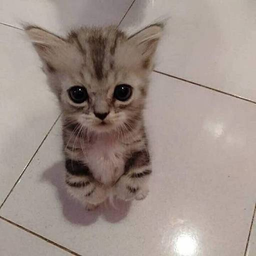 Milly