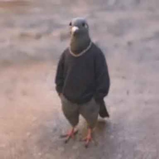 PIGEON