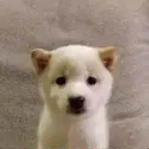 Bob