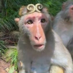 Monkey