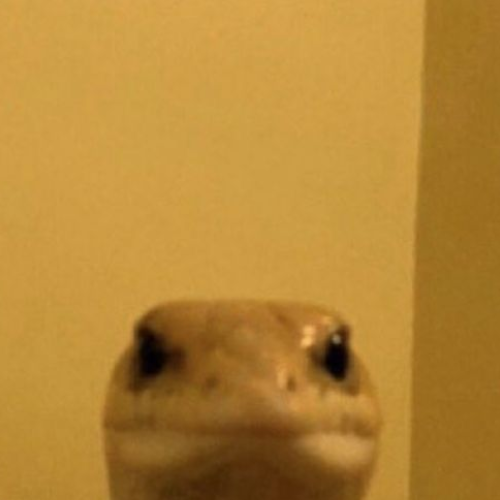 gus