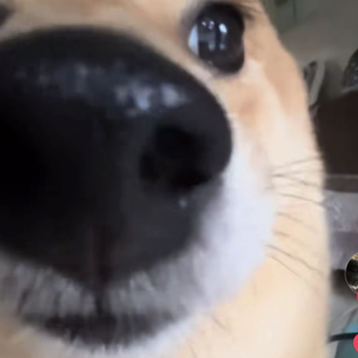 Boop