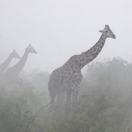 GIRAFFES