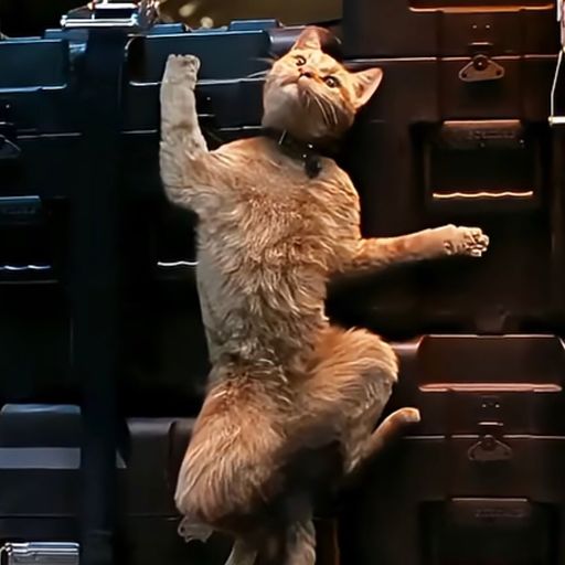 cat