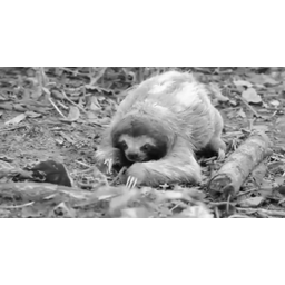 sloth