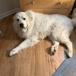 HUGO