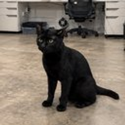 Ollie