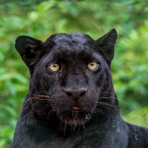 GRR