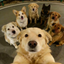 7Dogs