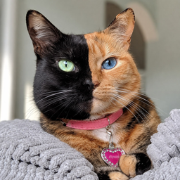 Venus