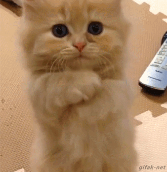 begcat