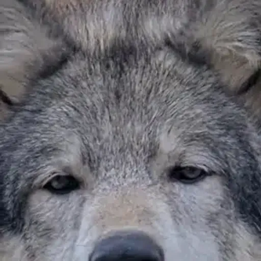 Maya