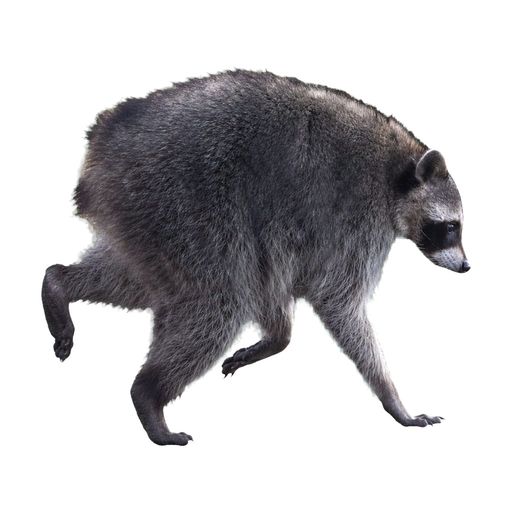 JIMOTHY