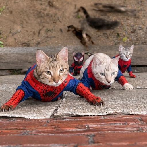 Spidercats