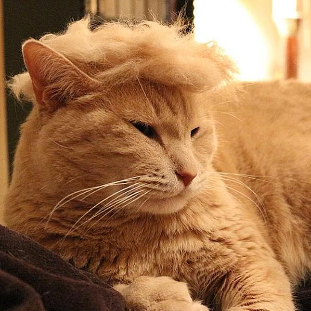 TRUMPCAT