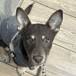 ENZO