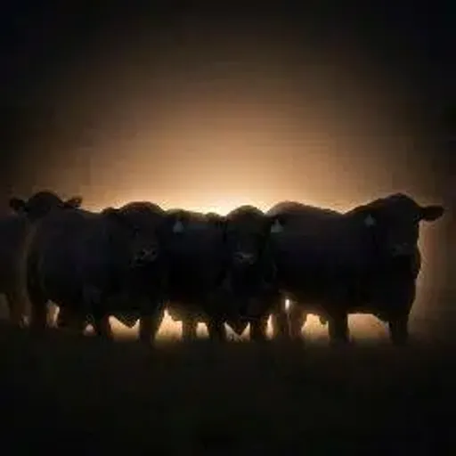HERD