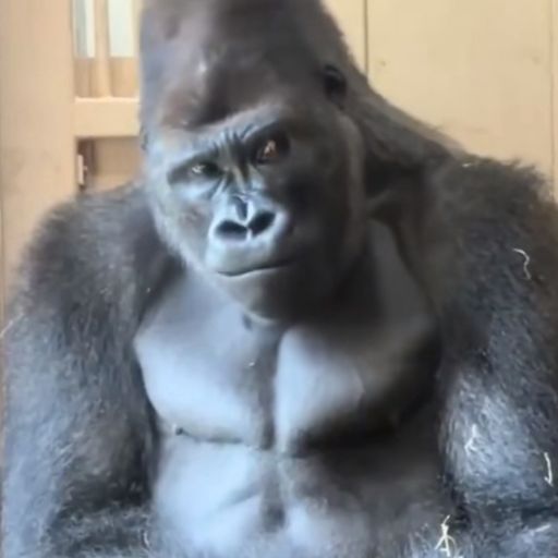 Kong