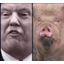 pigtrump