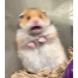 Hamta