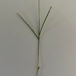 Grass