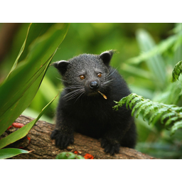 Binturong
