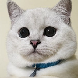 Mr. White