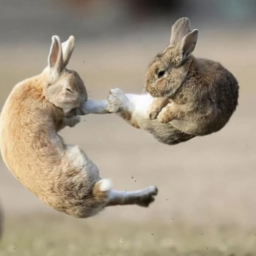 KungFu
