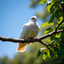 whitedove