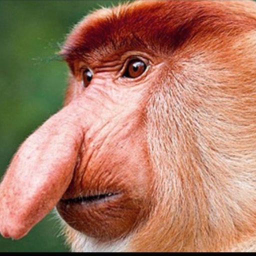 Proboscis