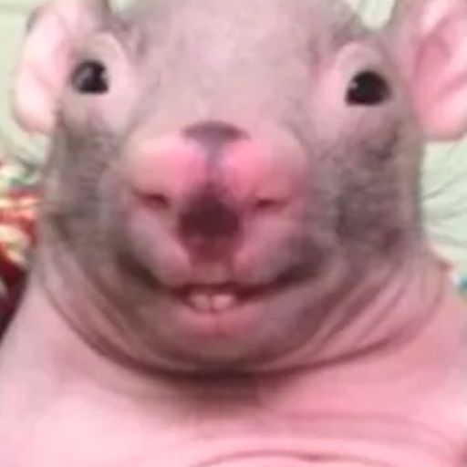 RAT