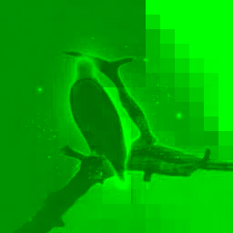 Falcon