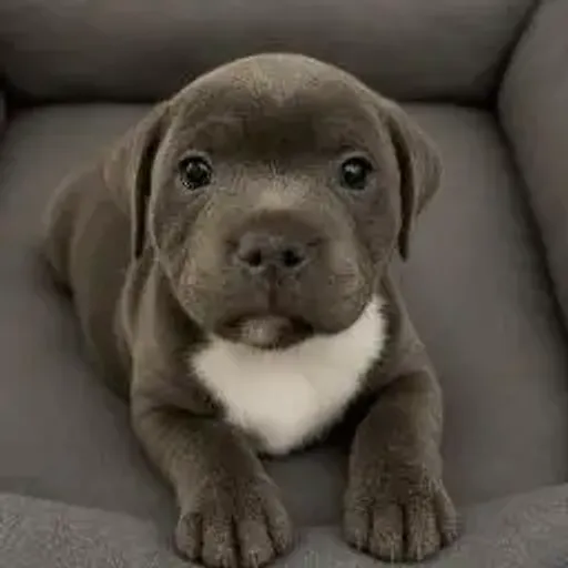 bully