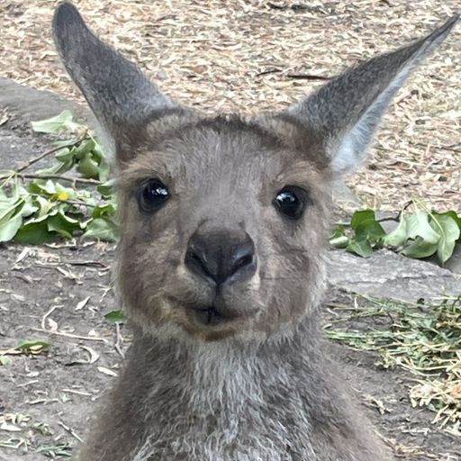 KANGA