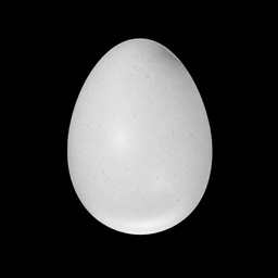 embryo