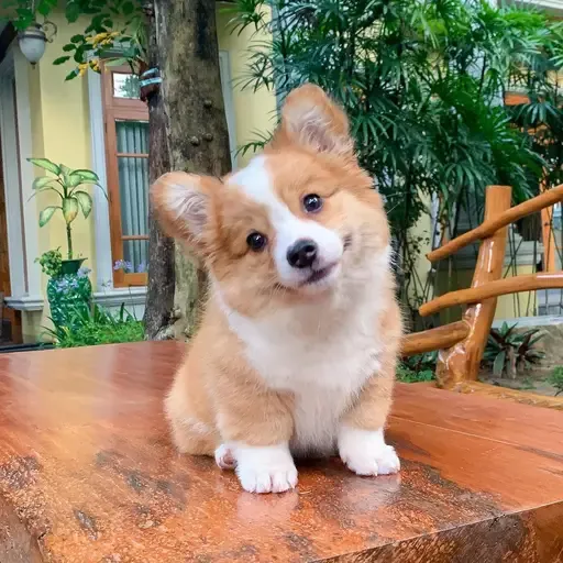 BABY