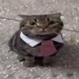 bizcat