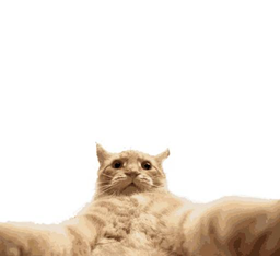 snapcat