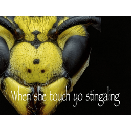 STINGPEEN
